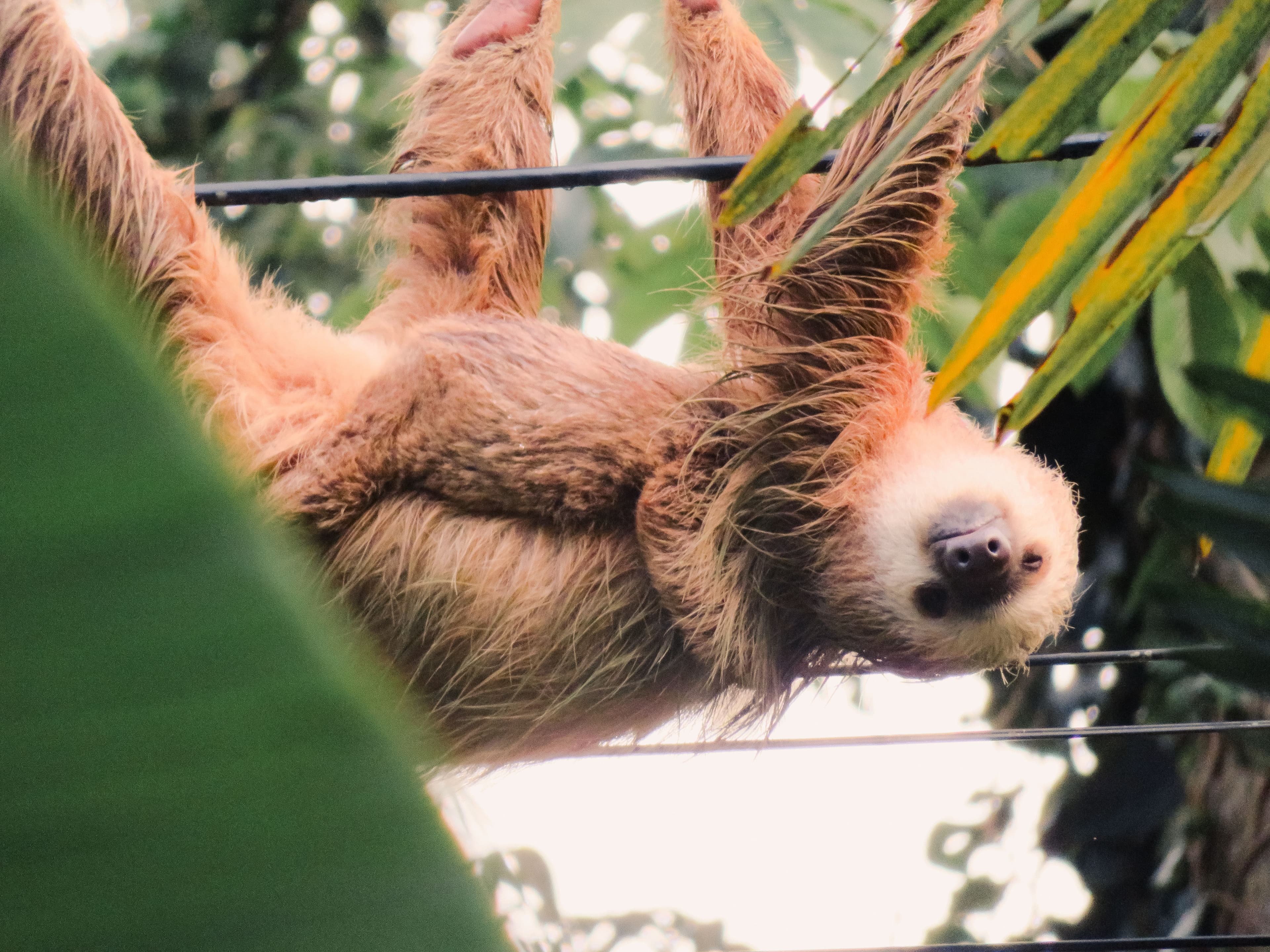 The Best Places to See Animals in Costa Rica: Where to See Sloths, Monkeys, Birds & More